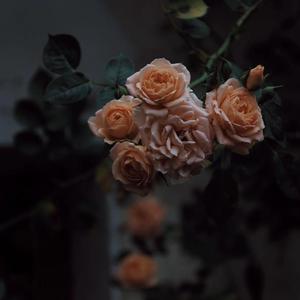 中山文香护士系2023年最新进展
